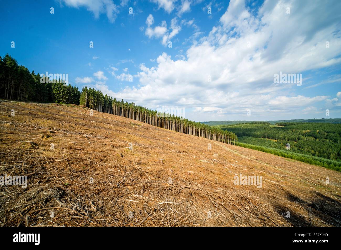 Le foreste della provincia del Lussemburgo, situate principalmente nelle Ardenne e nella Gauma, ospitano un mosaico di specie frondose e resinose. Una Foto Stock