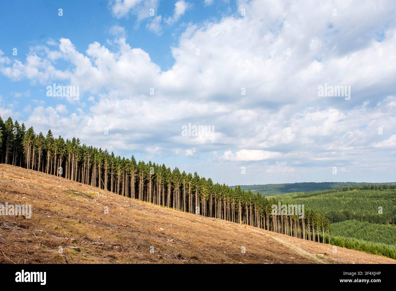 Le foreste della provincia del Lussemburgo, situate principalmente nelle Ardenne e nella Gauma, ospitano un mosaico di specie frondose e resinose. Una Foto Stock