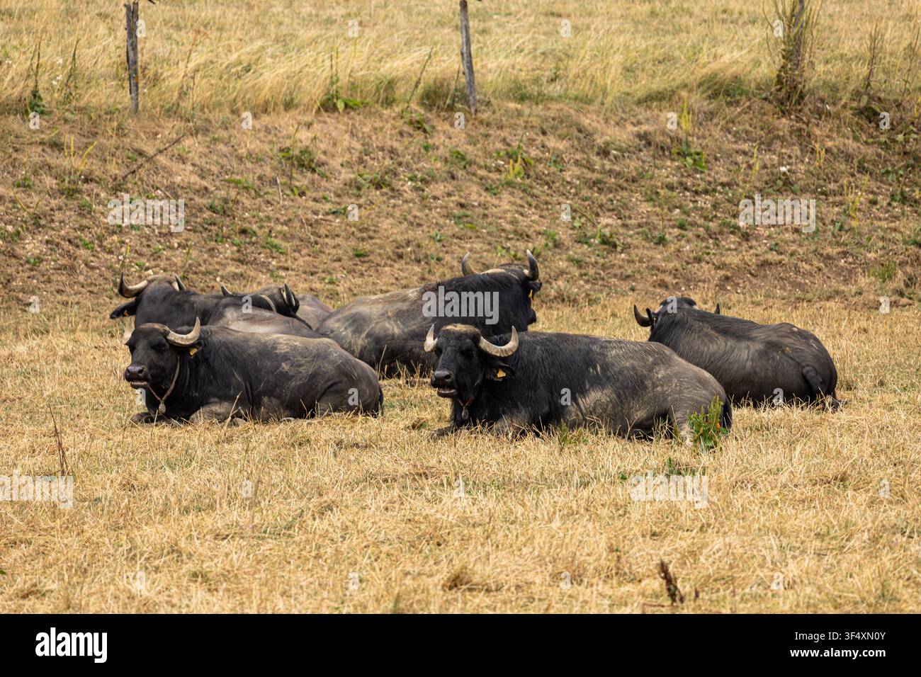 Bufali domestici che riposano in un pascolo secco durante l'estate nella campagna svizzera. Scena agricola rurale tranquilla. Foto Stock