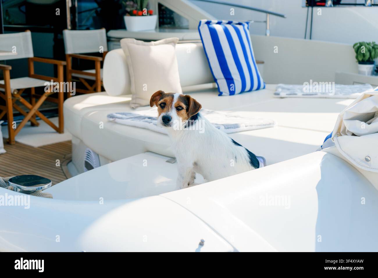 Jack Russell Terrier che riposa sul ponte di uno yacht di lusso in una marina. Concetto di compagnia, viaggio, tempo libero, comfort e stile di vita Foto Stock