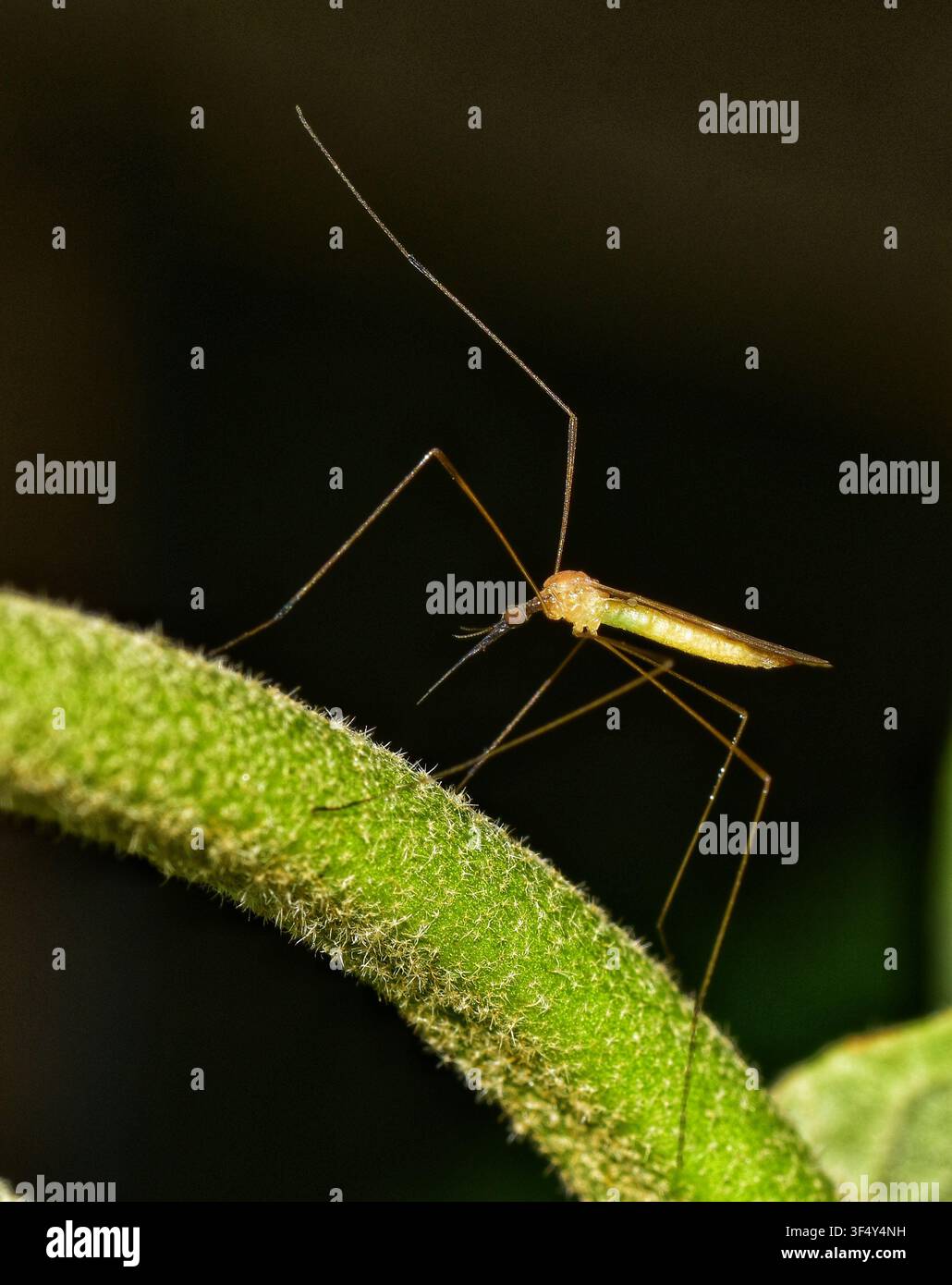 Una gru vola su una foglia di melongene o melongene in un campo agricolo commerciale a Trinidad. Le mosche della gru sono innocui ed impollinatori importanti. Foto Stock