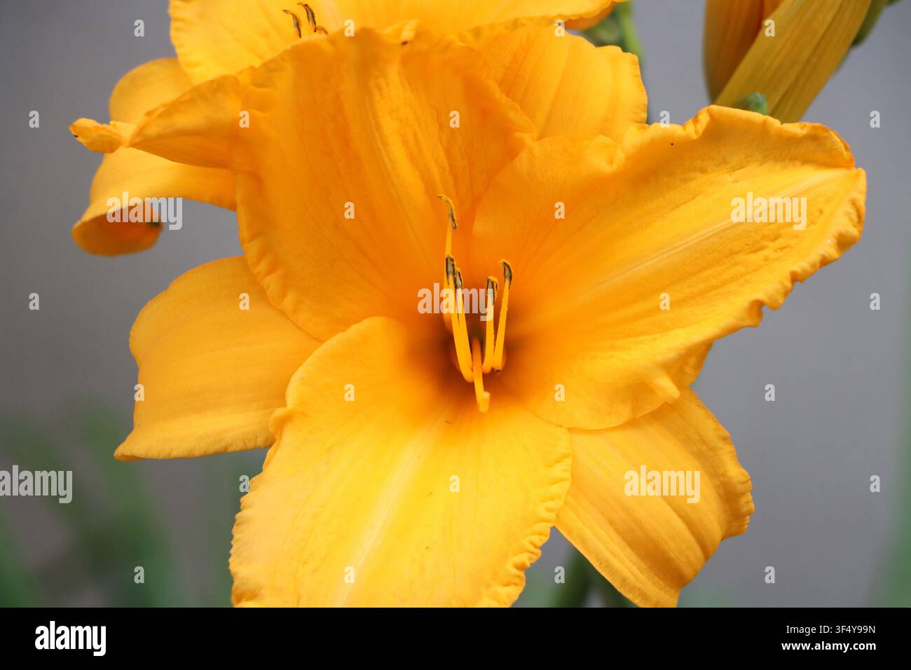 Hemerocallis lilioasphodelus (emerochallis limone) fiore da giardino impressionante Foto Stock