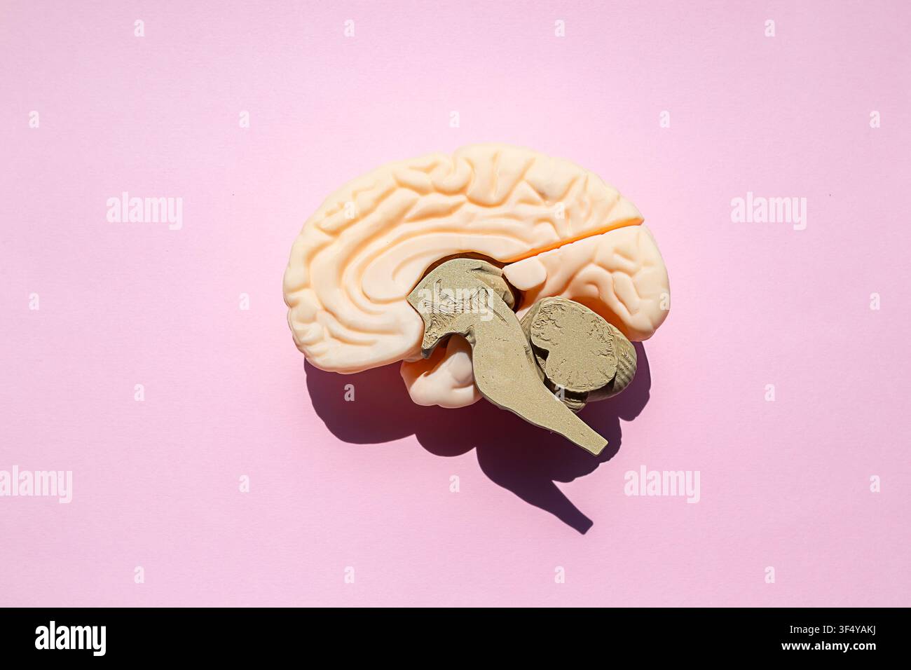 Modello plastico del cervello con tronco cerebrale e cervelletto evidenziati su sfondo rosa pastello Foto Stock