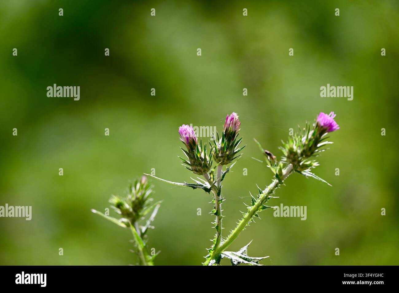 Un macroscatto di boccioli di cardo viola (Cirsium / Carduus) in fiore su uno stelo spinoso, contro uno sfondo naturale verde sfocato, ideale per concetti di flora selvatica e ambiente. Foto Stock