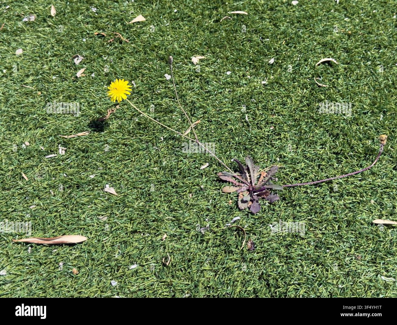 La natura trova una via mentre un fiore di tarassaco selvatico cresce attraverso il tappeto erboso artificiale in plastica - Immagine stock catturata con smartphone