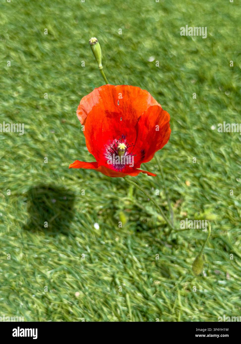 La natura trova una via mentre un fiore di papavero selvatico cresce attraverso il tappeto erboso artificiale in plastica - Immagine stock catturata con smartphone