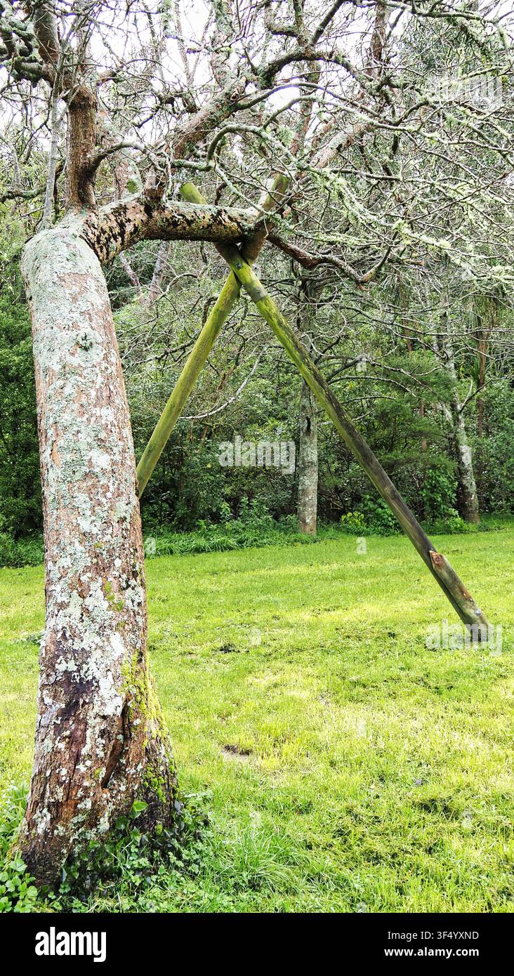 Il lungo e danneggiato tronco di un vecchio melo è sostenuto e tenuto su da una croce di legno Foto Stock