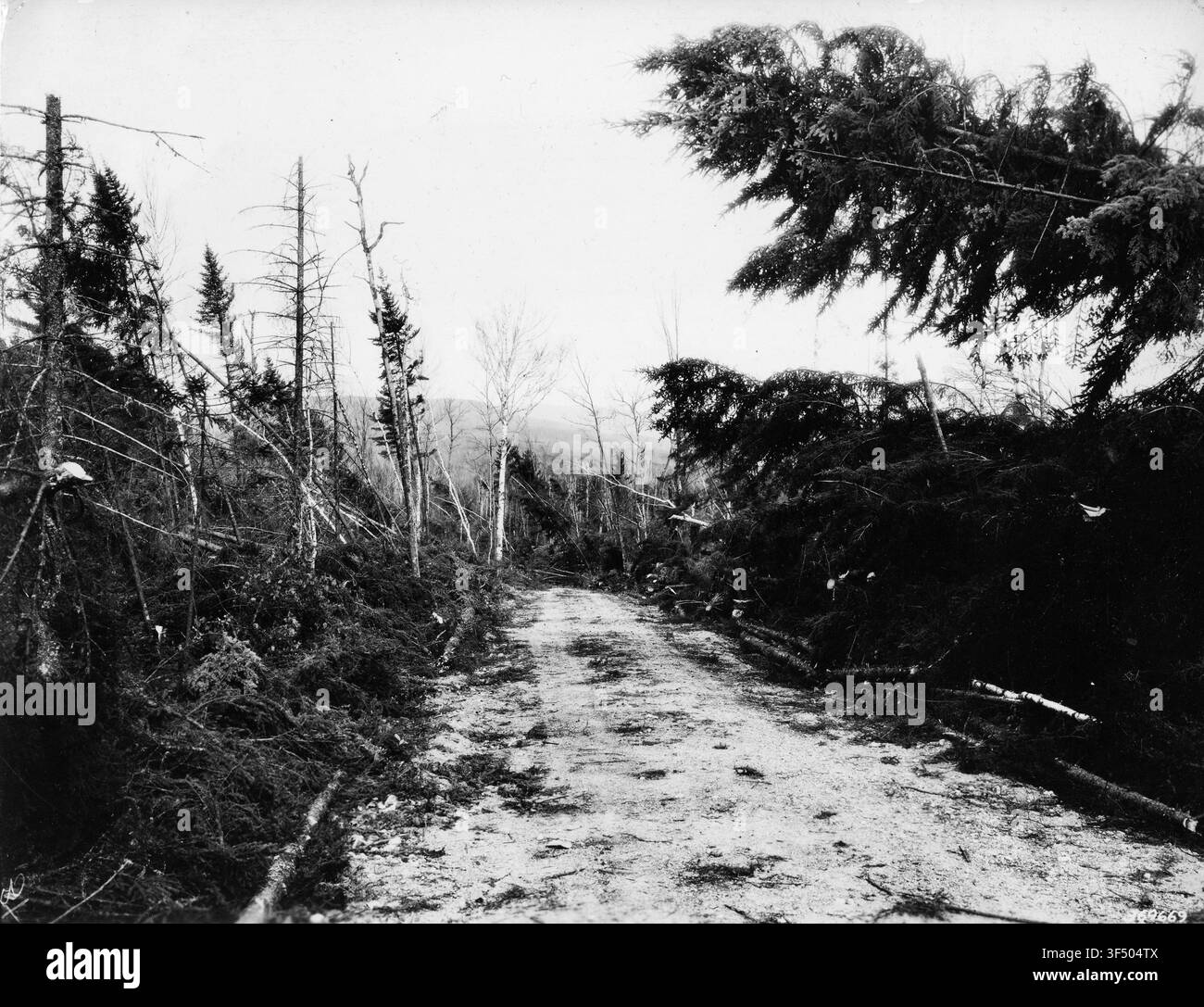 Danni alle abeti rossi e bianchi nella Gale Experimental Forest, White Mountain National Forest, New Hampshire, come registrati dal United States Forest Service. Foto Stock