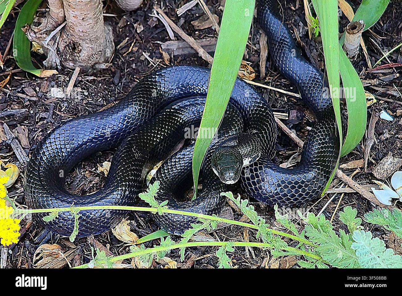 Un serpente-ratto nero lucido (Pantherophis alleghaniensis) che riposa tra foglie verdi e pacciame di legno in un giardino residenziale. Foto Stock