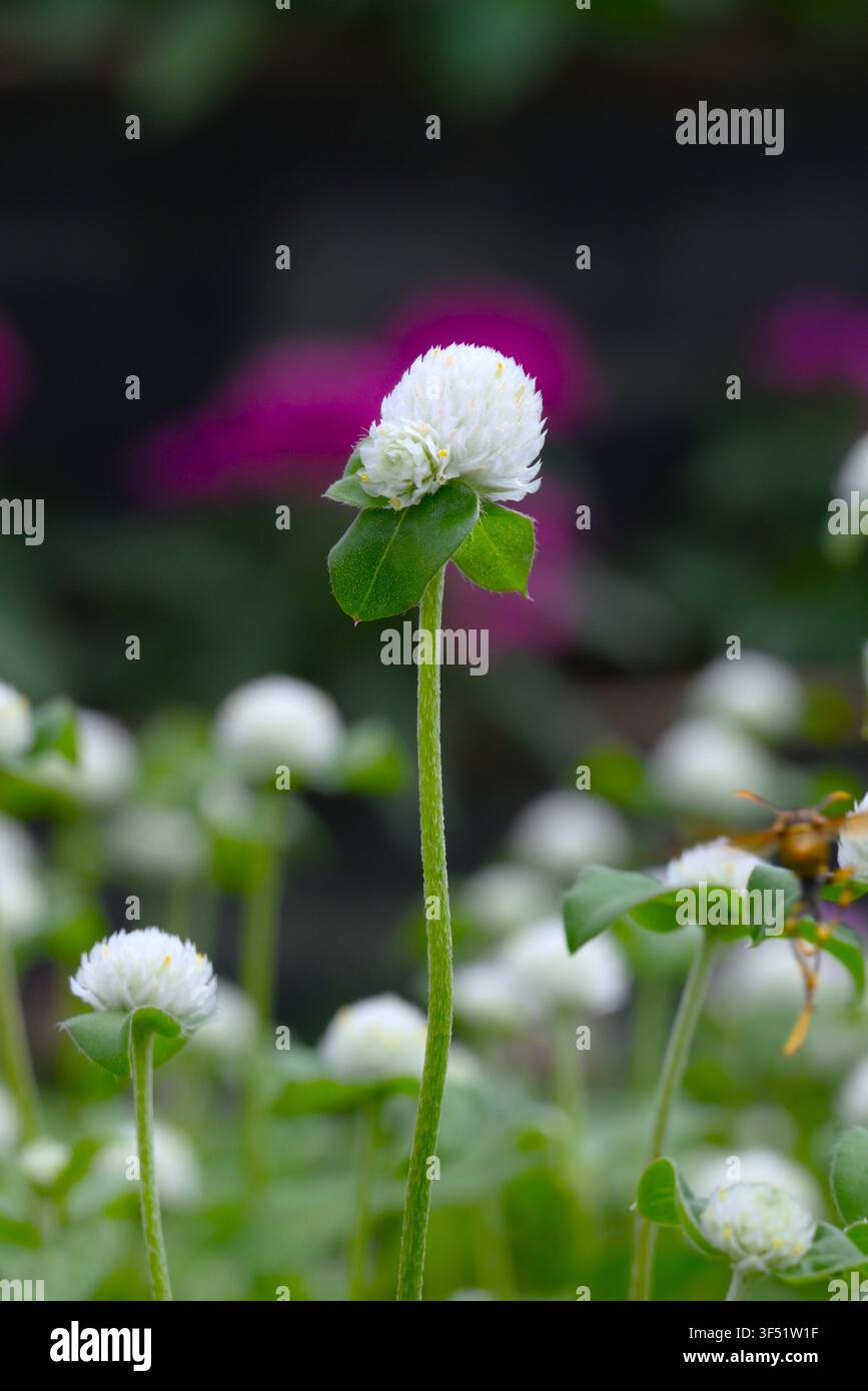 Fiori di amaranto globo bianco. Amaranthaceae annuali. Ciò che sembra essere fiori sono in realtà brattee, possono essere godute per un lungo periodo. Foto Stock