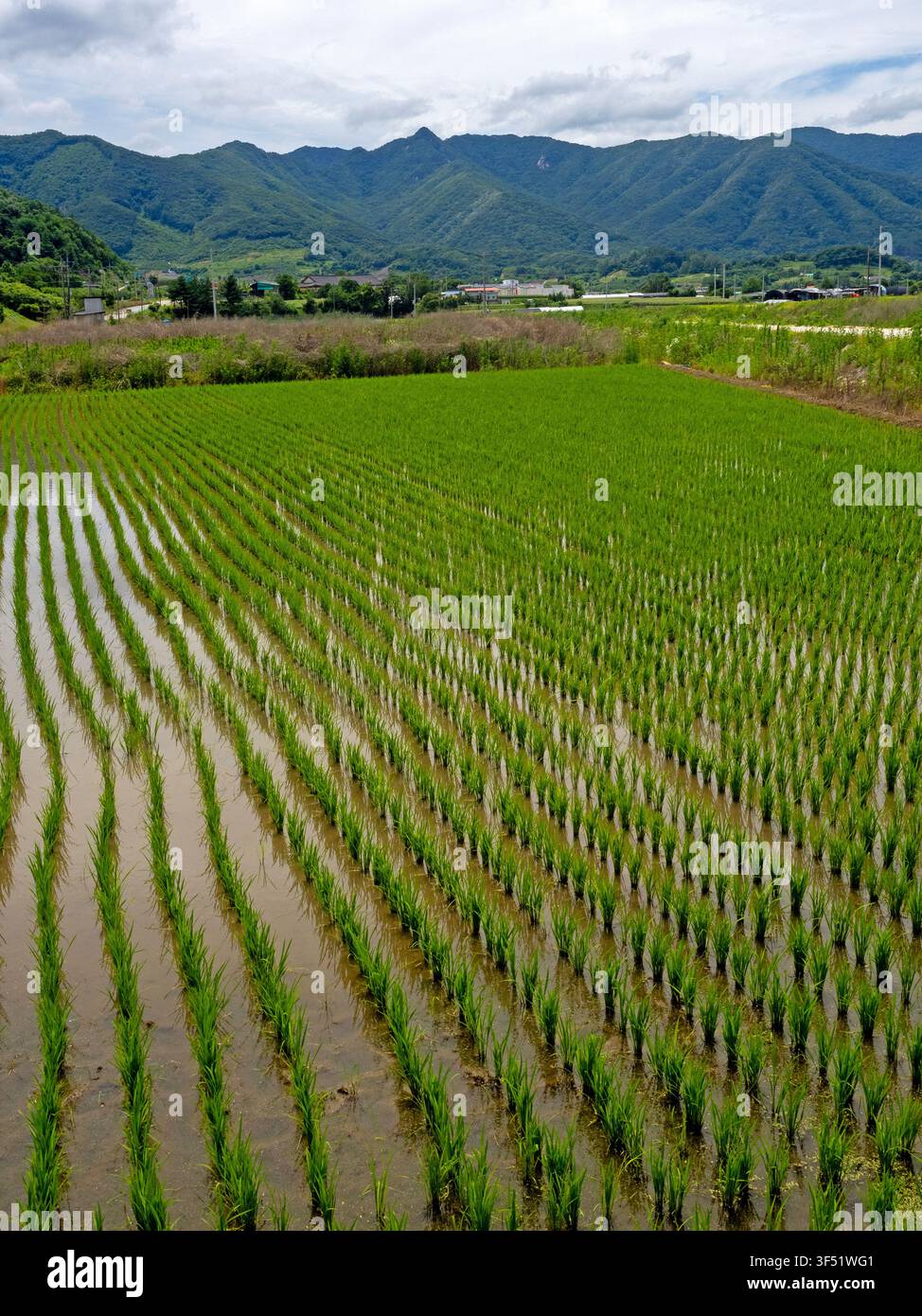 Campo di riso vicino a Suanbo, Corea del Sud Foto Stock