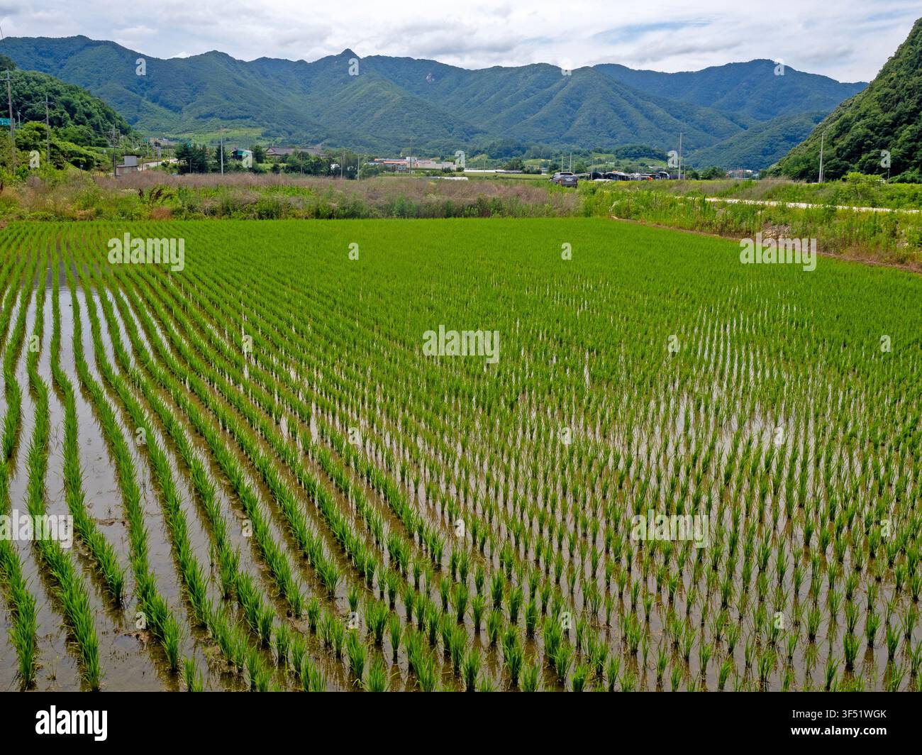 Campo di riso vicino a Suanbo, Corea del Sud Foto Stock