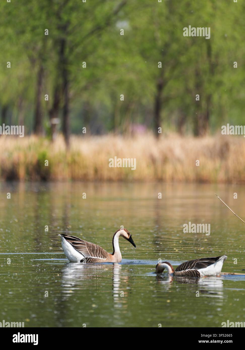 Due oche cigni che nuotano su un lago calmo Foto Stock