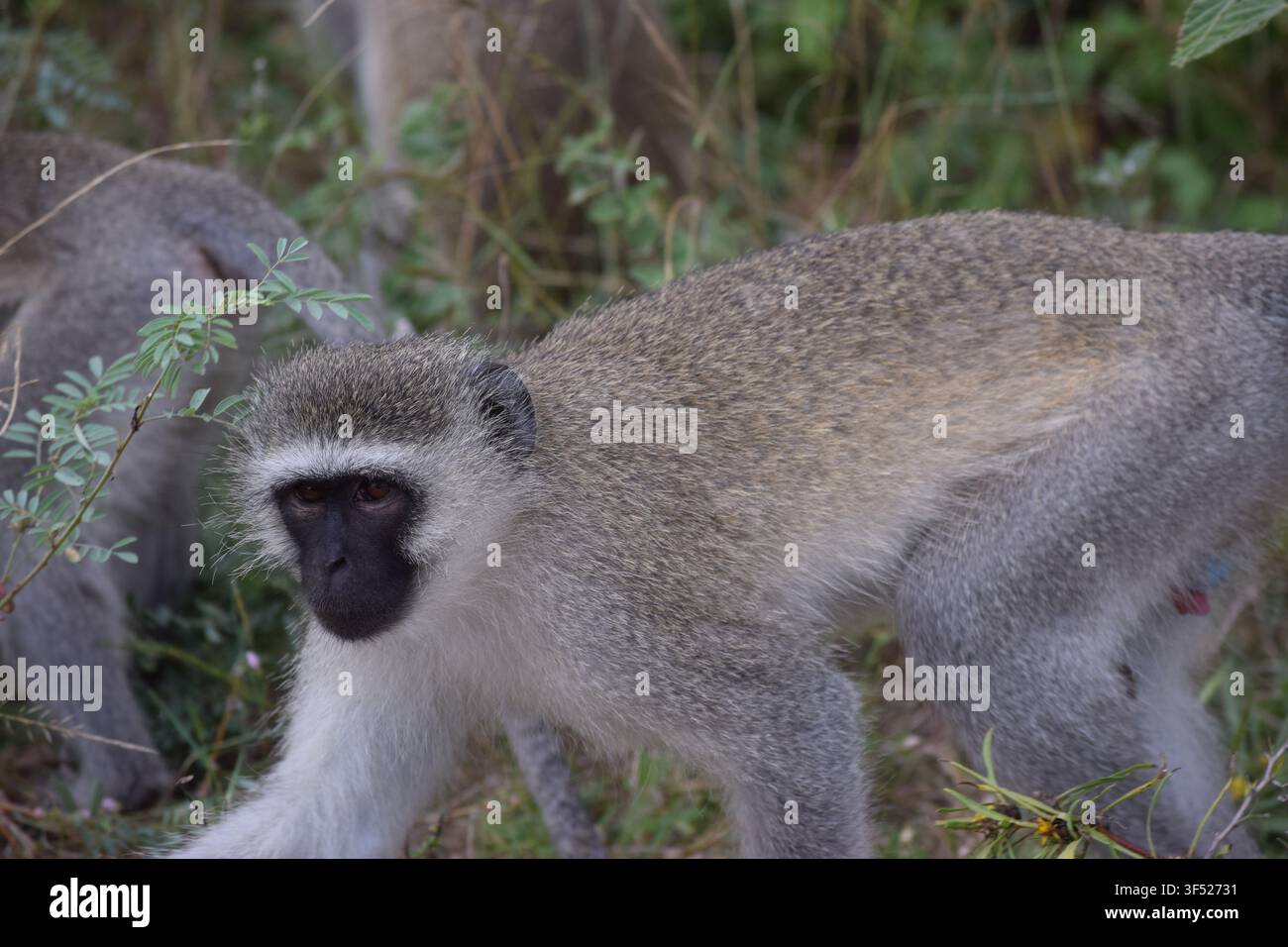 Prima piano di una scimmia vervet nel Kruger, con faccia nera e pelo grigio, un'altra scimmia visibile sullo sfondo. Foto Stock