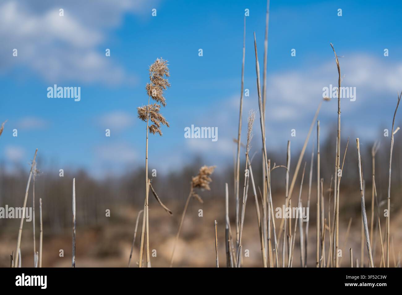 Cani contro uno sfondo di cielo blu. Alberi di giunchi alti, cielo blu con o senza nuvole. Scena naturale semplice. Foto Stock