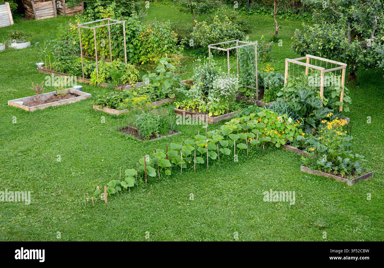 Un letto da giardino senza scavo in un orto domestico, circondato da un prato, con una varietà di verdure e piante che crescono in aiuole rialzate in legno. Foto Stock