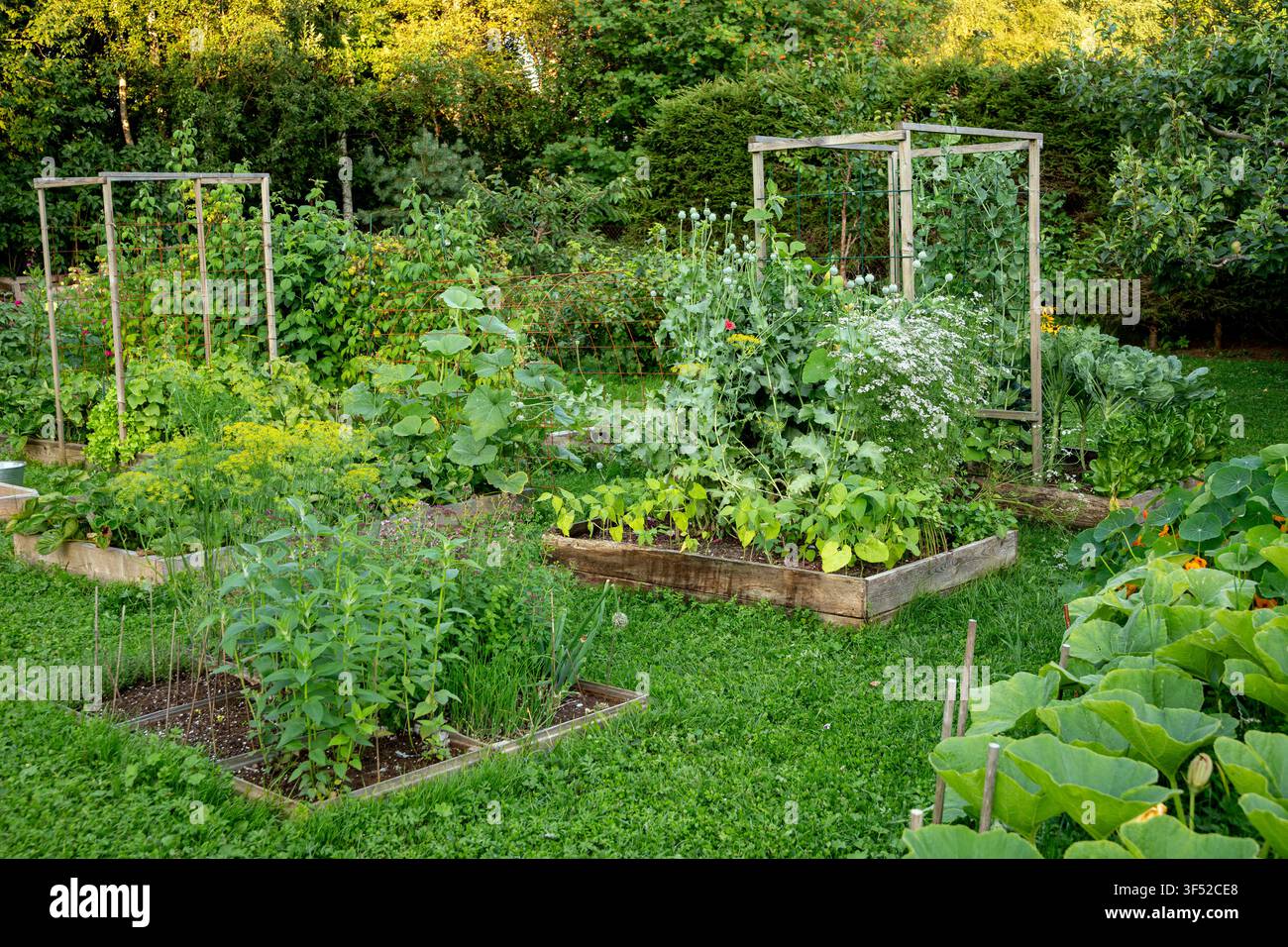 Un letto da giardino senza scavo in un orto domestico, circondato da un prato, con una varietà di verdure e piante che crescono in aiuole rialzate in legno. Foto Stock