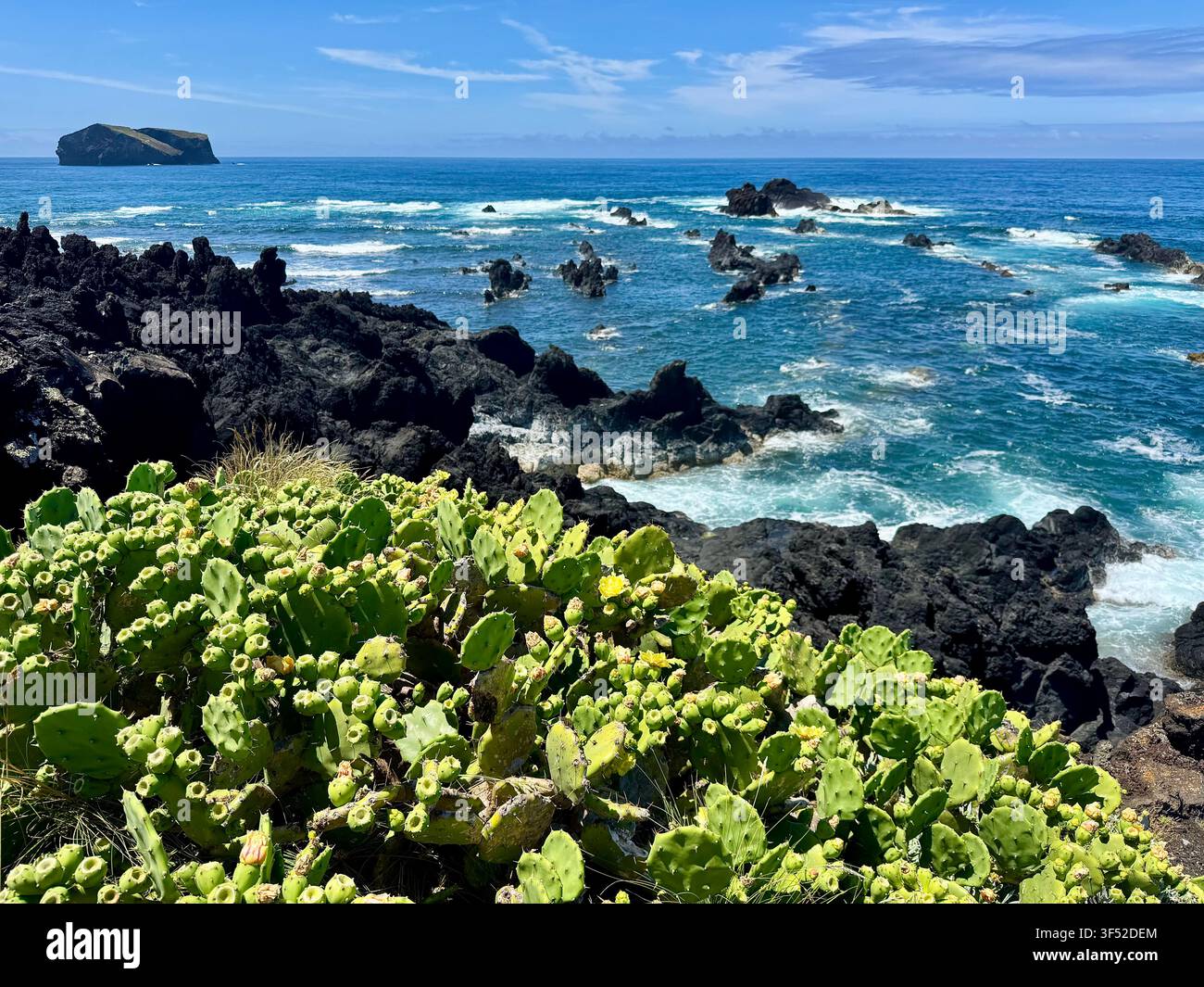 Fichi d’India in fiore lungo la frastagliata costa di lava nera con faraglioni a Mosteiros, Isola di São Miguel, Azzorre. - Immagine stock catturata con smartphone