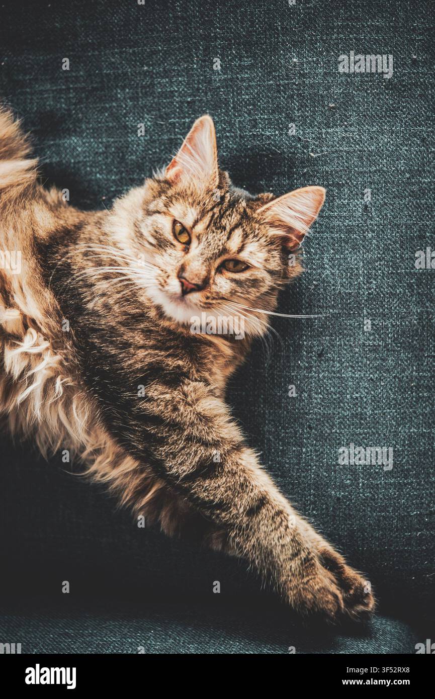 Gatto marrone a pelo lungo riccio sdraiato su un divano blu scuro e che guarda l'obiettivo, ritratto rilassato di un animale domestico con spazio libero Foto Stock