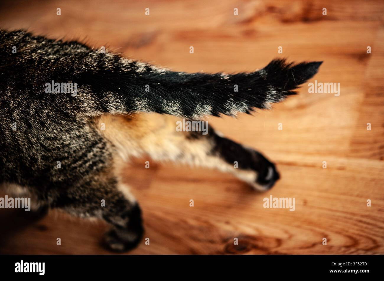 Prima di un gatto tigrato marrone sulla coda e sulle zampe posteriori su un pavimento di legno, dettaglio ritagliato di un animale domestico nella calda luce interna Foto Stock