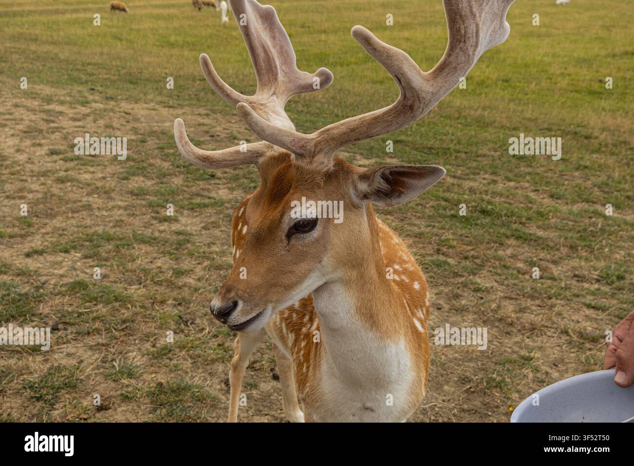 Un ritratto orizzontale in primo piano che si concentra sulla testa, il viso e le impressionanti corna di velluto soffici di un cervo maschio che guarda curioso verso la fotocamera Foto Stock