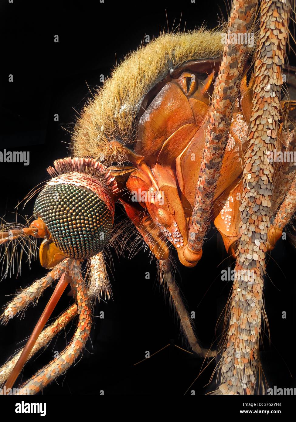 Primo piano dettagliato di un modello di zanzara gigante che mostra occhi composti complessi e una struttura anatomica corporea ruvida - Immagine stock catturata con smartphone