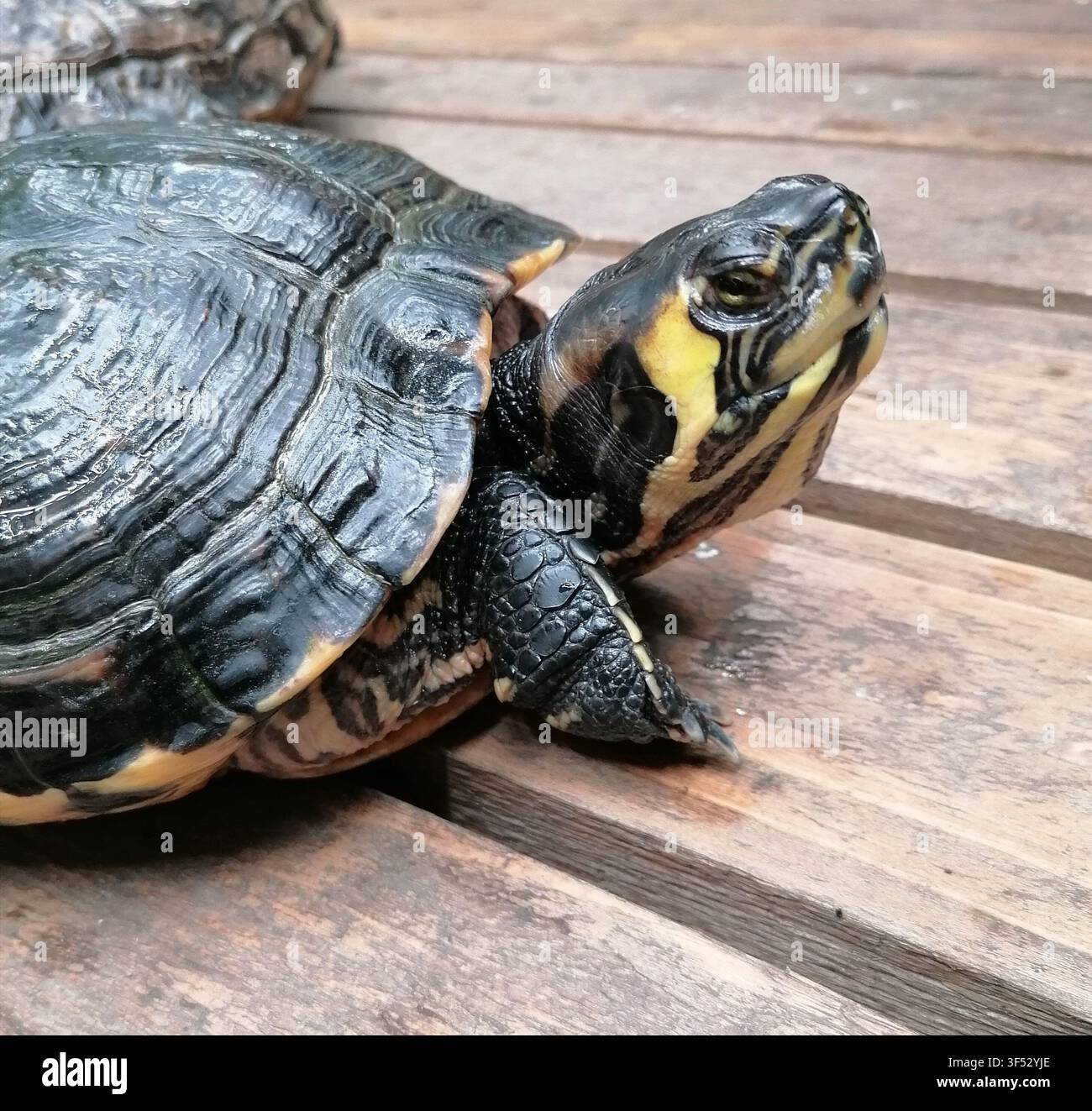 Primo piano di una tartaruga dalla pancia gialla che riposa su una superficie di passerella in legno - Immagine stock catturata con smartphone