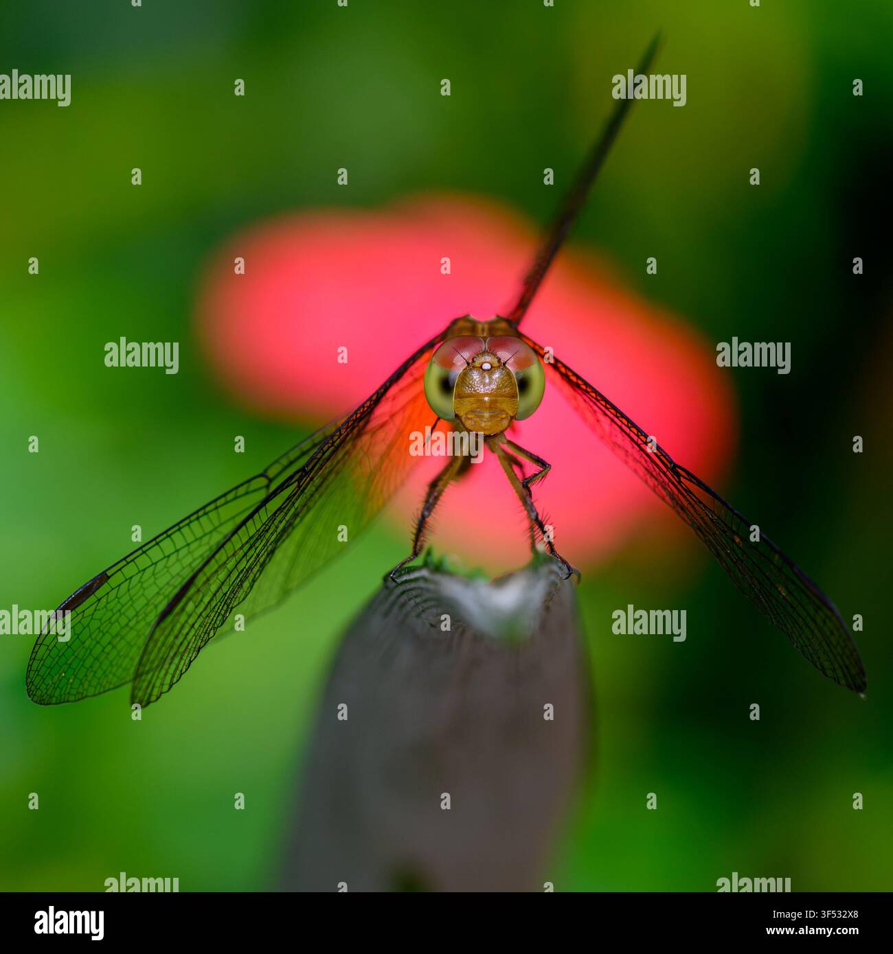 Un'immagine straordinaria di una libellula Red Grasshawk (Parasole comune) scattata a Kuala Lumpur, Malesia, davanti a una foglia rosa brillante Foto Stock