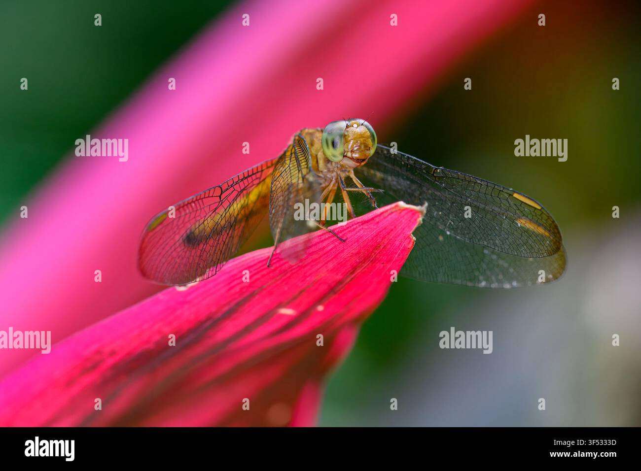 Un'immagine straordinaria di una libellula Red Grasshawk (Common Parasol) scattata a Kuala Lumpur, in Malesia, in una giornata di sole mentre è posata su una foglia rosa Foto Stock