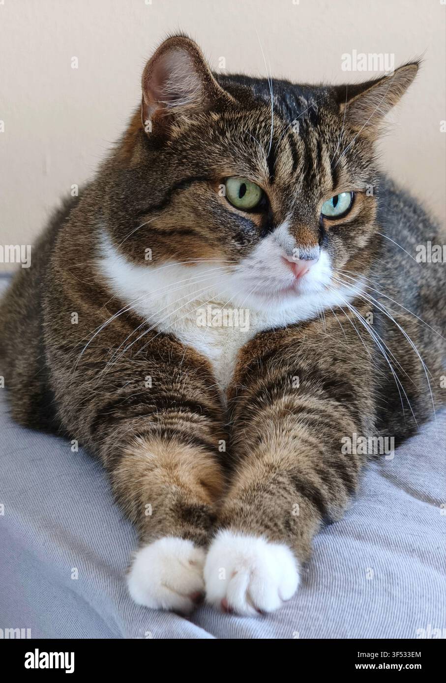 Grande gatto tigrato con petto e zampe bianche che riposa comodamente su un cuscino grigio con le zampe estese in avanti Foto Stock