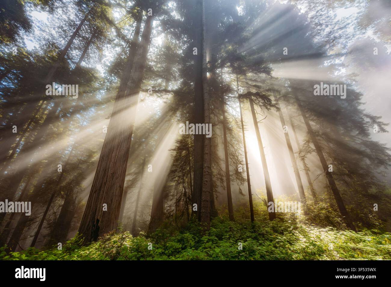 Raggi di sole eterei filtrano attraverso le sequoie nebbiose Foto Stock