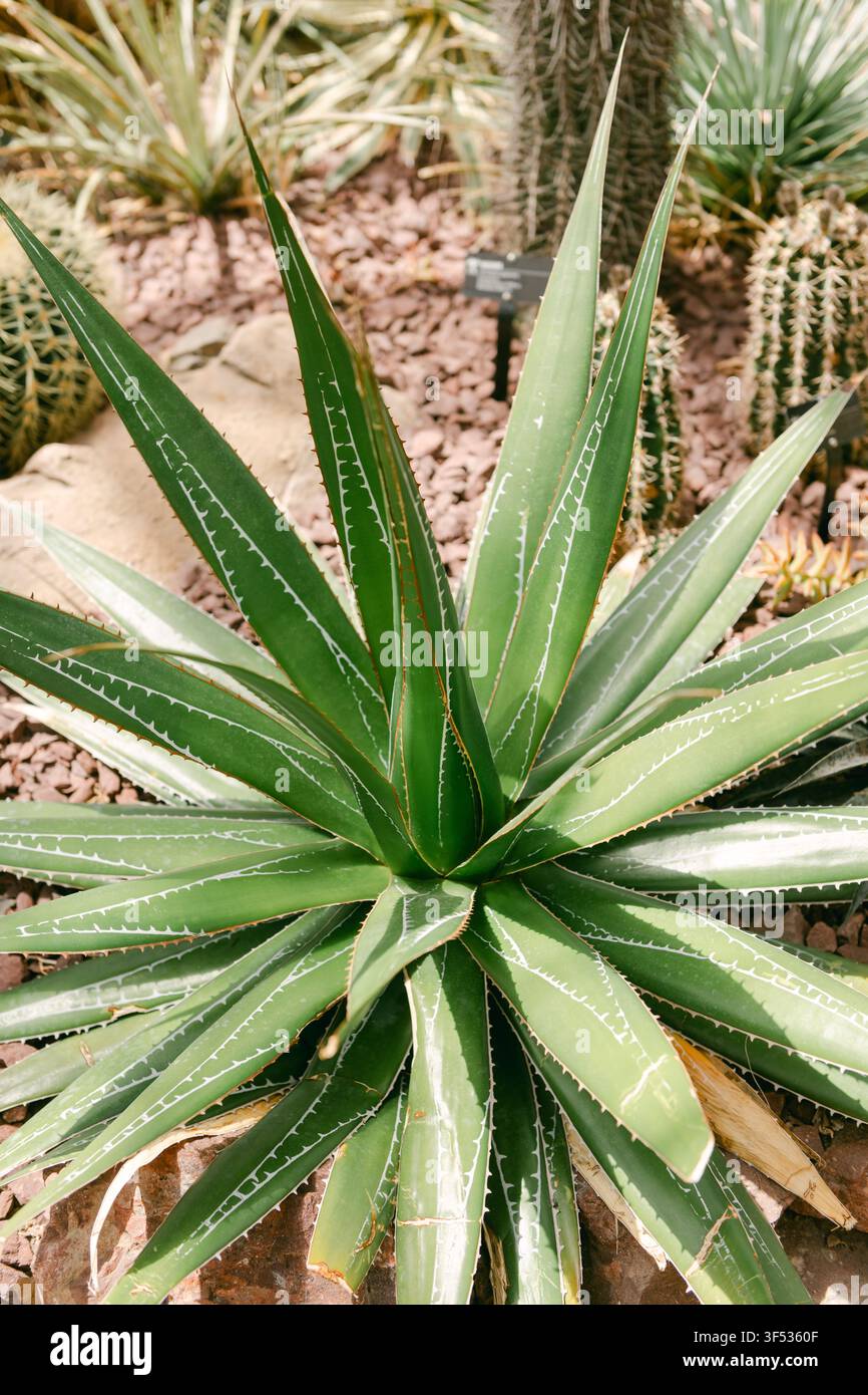 Agave simmetrica con segni bianchi sulle foglie in un conservatorio desertico Foto Stock
