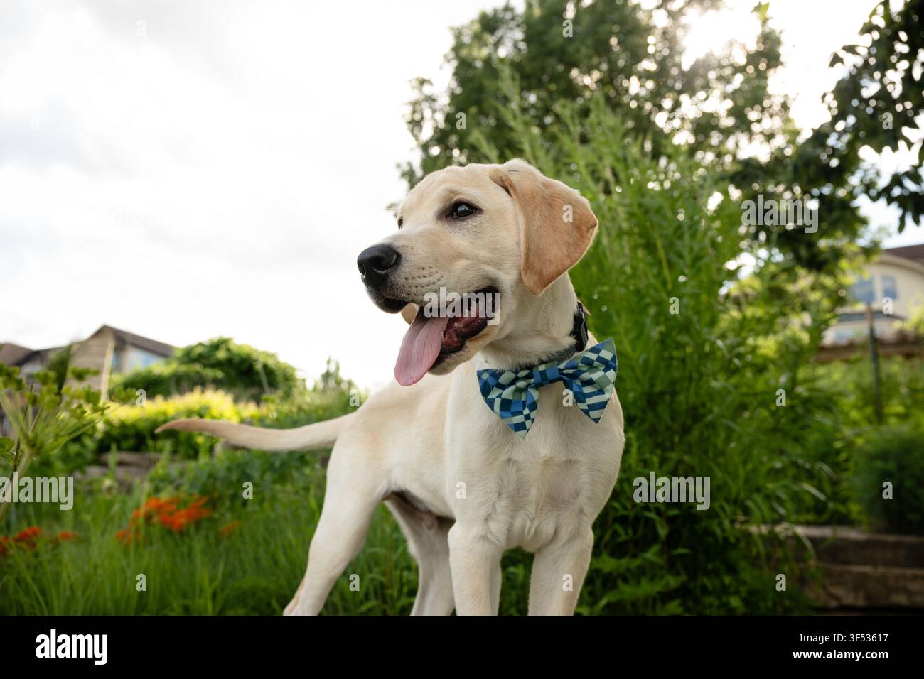 Elegante cucciolo di Labrador giallo con farfallino Foto Stock