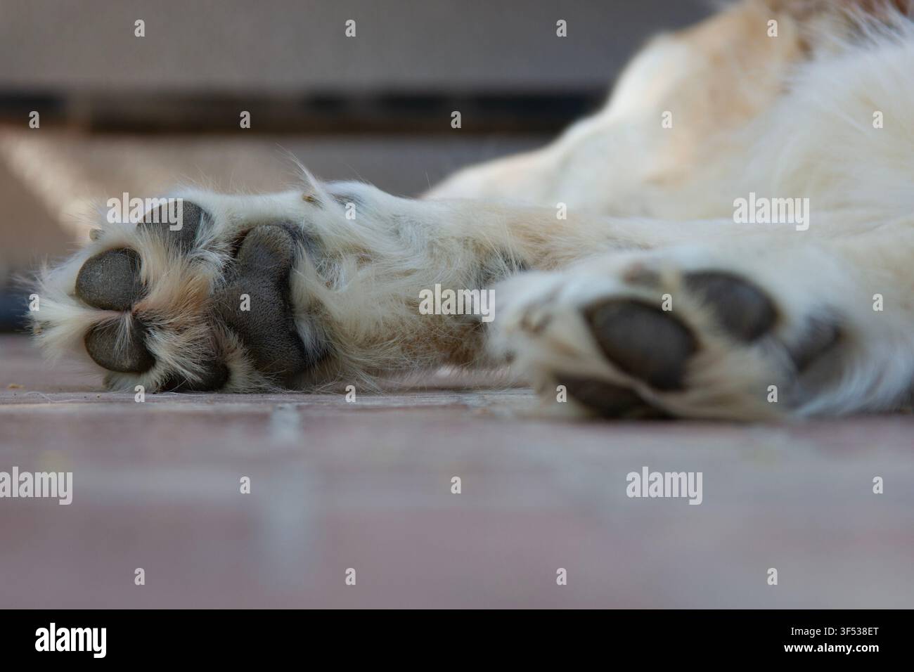 Zampe anteriori di un cane sdraiato con poca profondità di campo Foto Stock