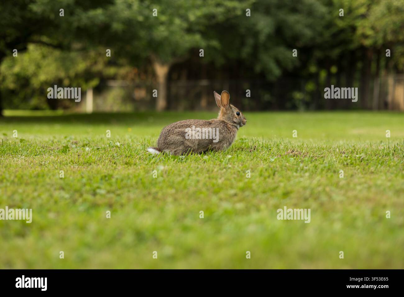 Coniglio marrone con orecchie di cotone si riposa in un cortile erboso Foto Stock