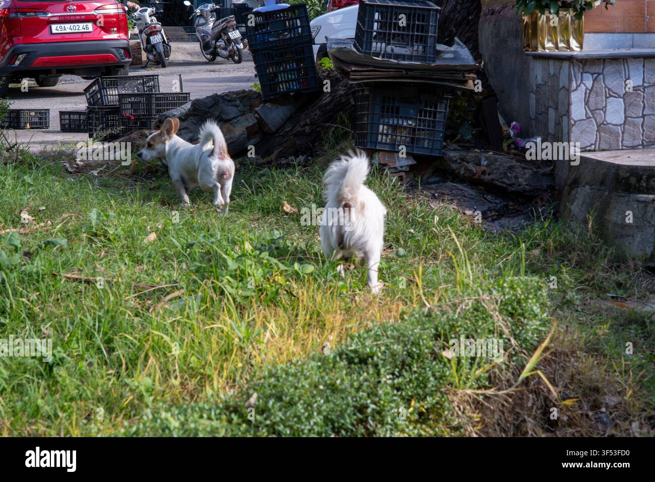Cani bianchi giocosi in un'area erbosa da giardino vicino a cassette e scooter parcheggiati a Da Lat, Vietnam, Da Lat, 22 luglio 2026 Foto Stock
