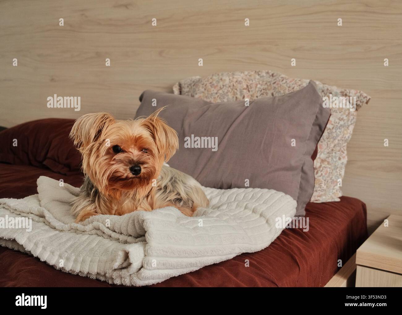 Simpatico Yorkshire Terrier che guarda la telecamera mentre riposa su una coperta morbida in una camera da letto accogliente. Atmosfera calda domestica e stile di vita confortevole per animali domestici Foto Stock