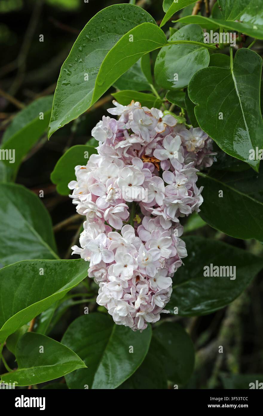 Lillà o Lillà comune, Syringa vulgaris "Bellezza di Mosca", Oleaceae. Penisola balcanica, Europa sud-orientale. Lillà comune (Syringa vulgaris) arbusto, o Foto Stock