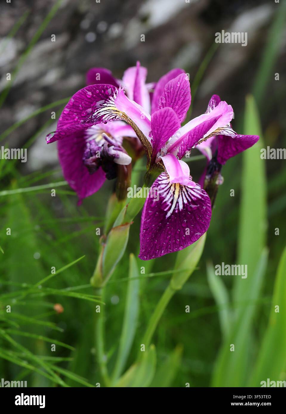 Iride a bandiera blu, Iris versicolor 'Kermesina', Iridacee. Ibrido nordamericano. L'Iris versicolor 'Kermesina' è una pianta acquatica marginale. Foto Stock