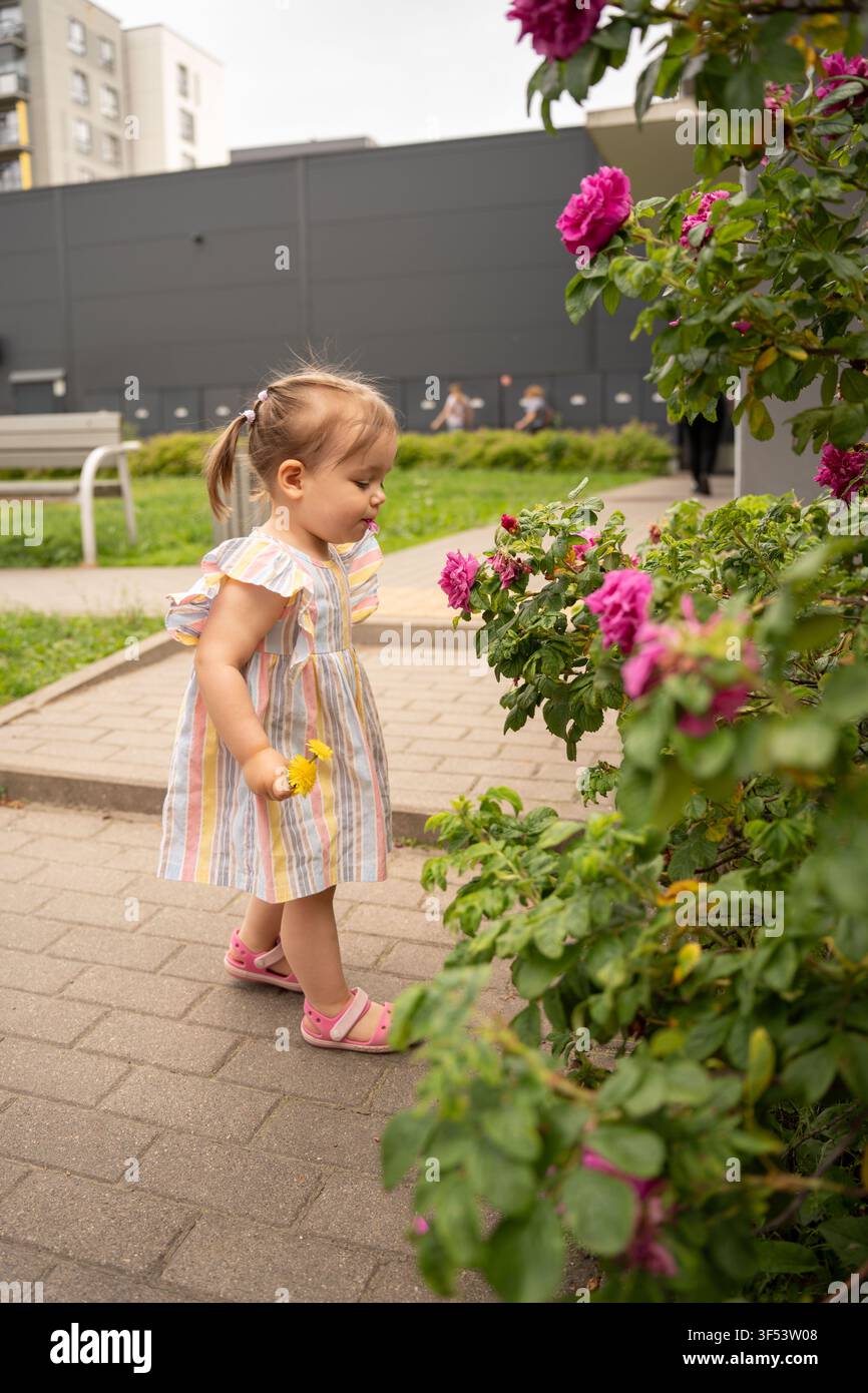 Bambina in abito pastel a righe che tiene dei denti di leone, annusa con curiosità rose rosa vibranti lungo un vialetto di un cortile urbano, estate tranquilla e spontanea Foto Stock
