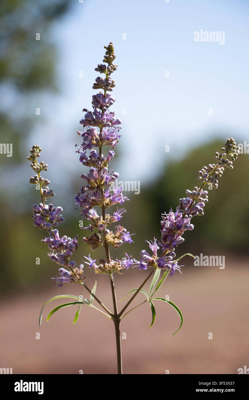 Albero casto (Vitex agnus-castus) in fiore con delicate fiori viola su un gambo snello contro uno sfondo sfocato e morbido in un primo piano verticale. Foto Stock