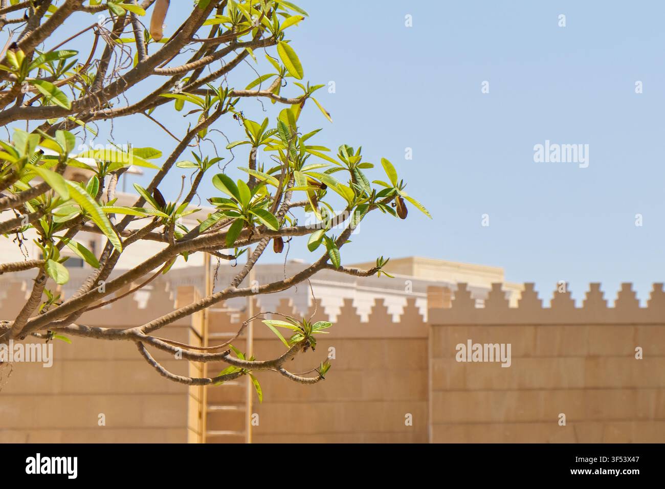 Ramazzo di albero con foglie verdi contro l'architettura di una moschea. Sfondo minimale con architettura mediorientale Foto Stock