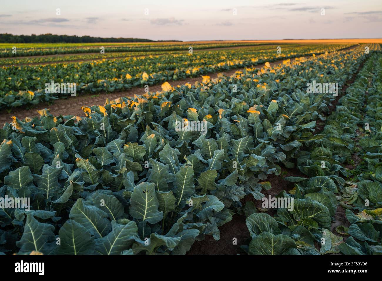 Coltivare file di cavoli verdi e piante di broccoli in un vasto campo agricolo sotto un cielo caldo al tramonto Foto Stock