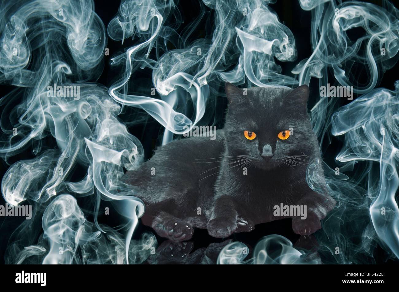 Un gatto nero circondato dal fumo e dall'aspetto sinistro Foto Stock