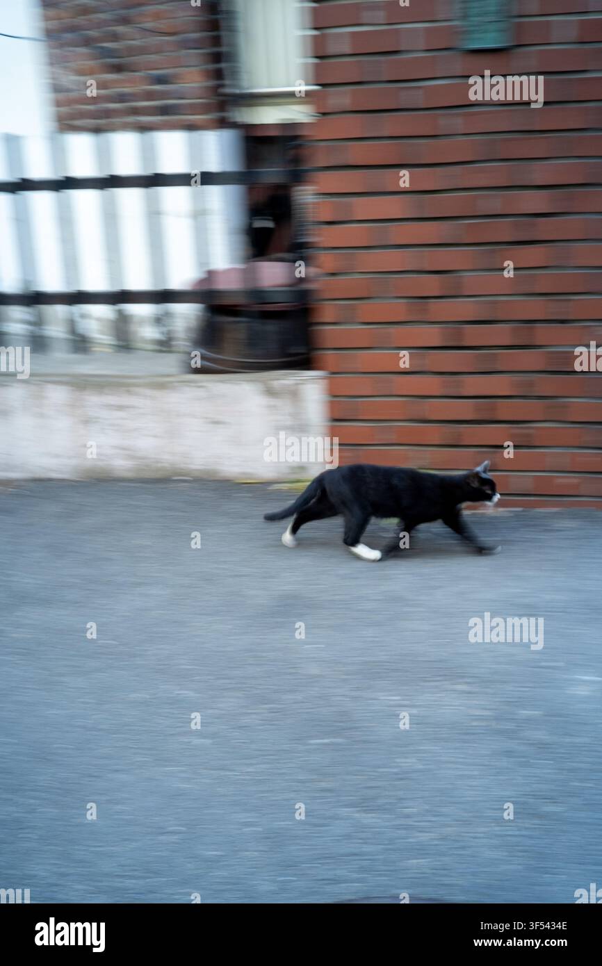 Un gatto randagio nero con zampe bianche che cammina vicino a un muro di mattoni rossi e una bicicletta parcheggiata lungo una tranquilla stradina a Seongsu-dong, Seoul. Foto Stock