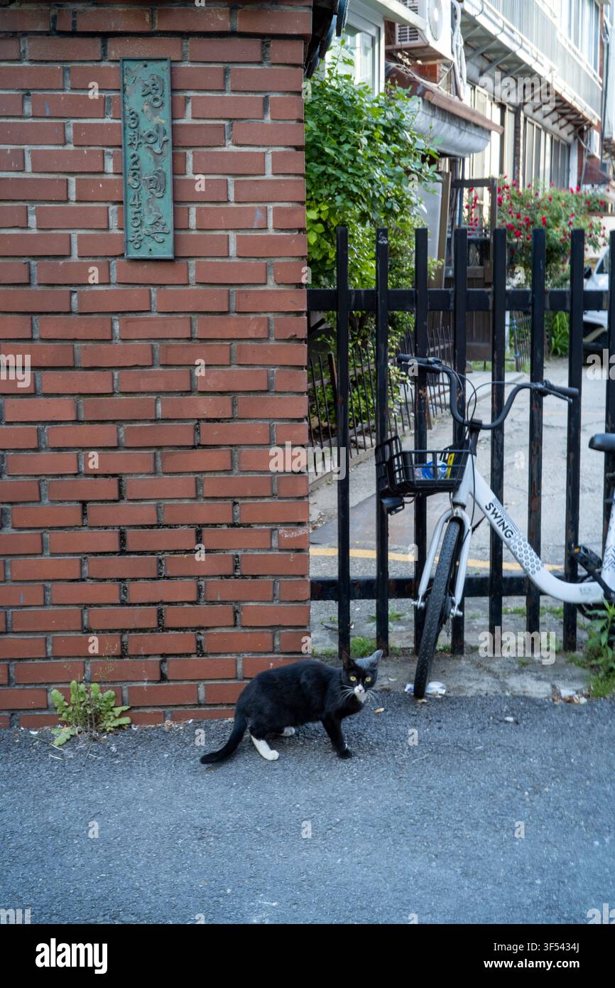 Un gatto randagio nero con zampe bianche che cammina vicino a un muro di mattoni rossi e una bicicletta parcheggiata lungo una tranquilla stradina a Seongsu-dong, Seoul. Foto Stock
