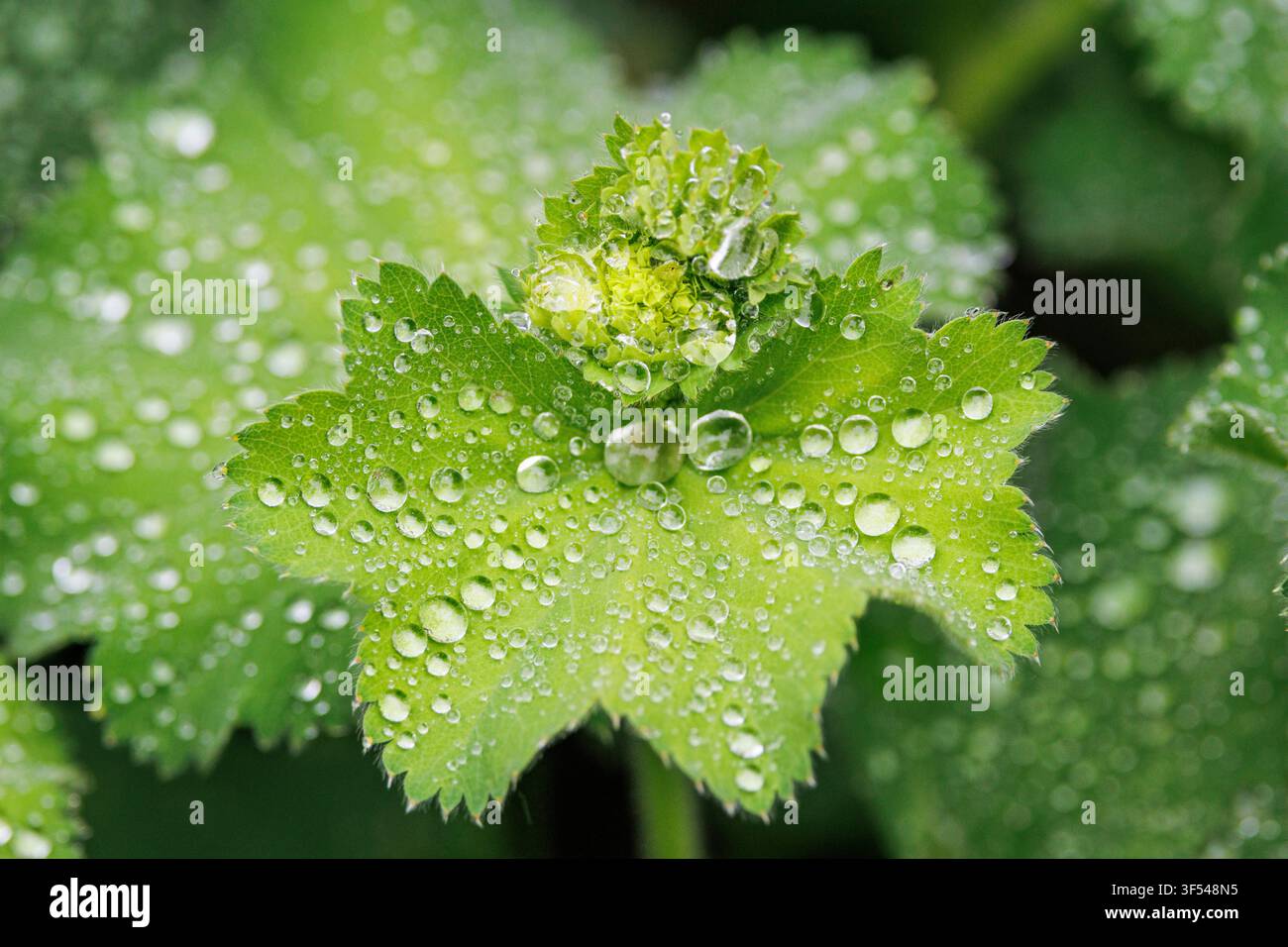 Mantello della signora (Alchemilla mollis), le gocce di pioggia formano gocce d'acqua sulla superficie superiore della foglia, Germania Foto Stock