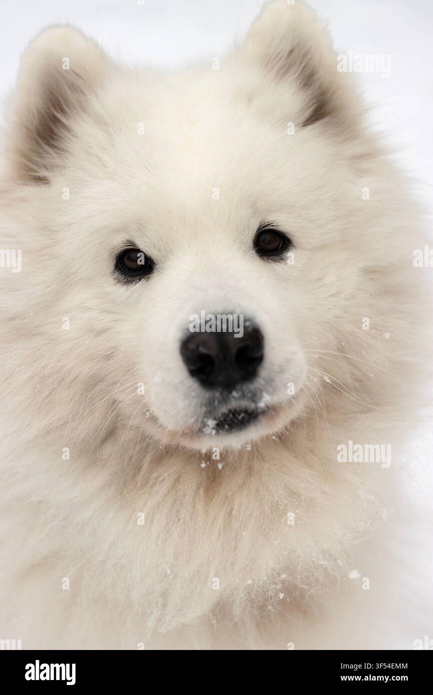 Ritratto verticale in primo piano di un cane Samoiedo soffice con la neve sul naso che guarda la telecamera con un'espressione carina e sorridente su uno sfondo invernale bianco Foto Stock