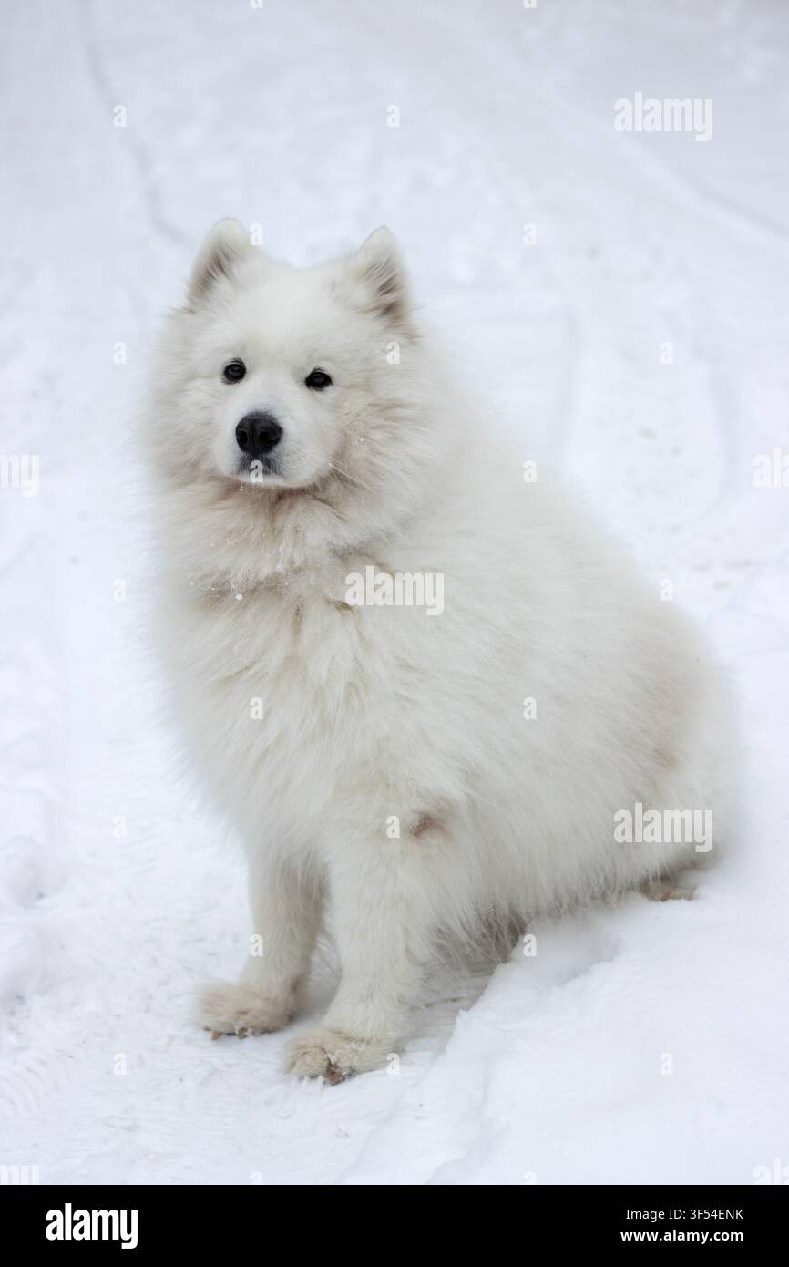 Scatto verticale a corpo intero di un soffice cane Samoiedo bianco seduto nella neve che guarda la fotocamera con occhi marroni su sfondo bianco Foto Stock