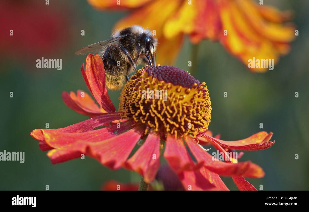 Bombus su Helenium Moerheim Beauty Foto Stock